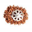 Picture of ARKAM Twelve Mukhi Rudraksha Certified/ Original Nepali 12 Mukhi Rudraksh/ Natural 12 faced Rudraksha with Silver Pendant (Brown) with Certificate and Puja Instructions