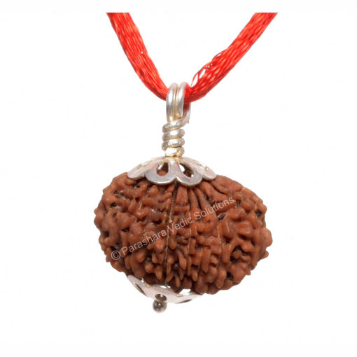 Picture of ARKAM Thirteen Mukhi Rudraksha Certified/ Original Nepali 13 Mukhi Rudraksh/ Natural 13 faced Rudraksha with Silver Pendant (Brown) with Certificate and Puja Instructions