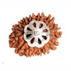 Picture of ARKAM Thirteen Mukhi Rudraksha Certified/ Original Nepali 13 Mukhi Rudraksh/ Natural 13 faced Rudraksha with Silver Pendant (Brown) with Certificate and Puja Instructions