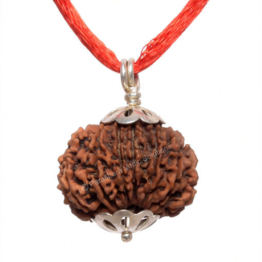 Picture of ARKAM Fourteen Mukhi Rudraksha Certified/ Original Nepali 14 Mukhi Rudraksh/ Natural 14 faced Rudraksha with Silver Pendant (Brown) with Certificate and Puja Instructions