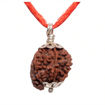 Picture of ARKAM Ganesh Rudraksha Certified/ Original Nepali Ganesh Rudraksh/ Natural Ganesh Rudraksha with Silver Pendant (Brown) with Certificate and Puja Instructions