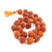 Picture of Arkam Rudraksha Mala Sumarni/Natural Rudraksh Mala/Original Rudraksha mala/Rudraksha Mala for jaap/ 12mm Rudraksha Rosary (Size: 12mm, Beads: 27+1)